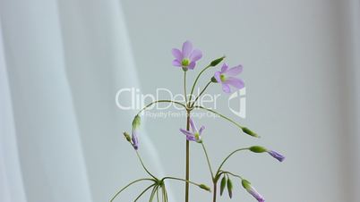 gentle purple flower