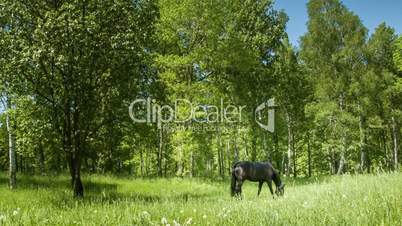 Dark horse on the meadow