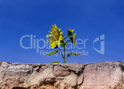 Sonnenblume ragt über eine alte Mauer