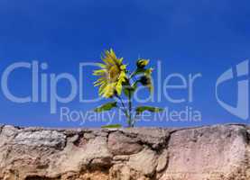 Sonnenblume ragt über eine alte Mauer