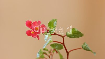 tender pink flower