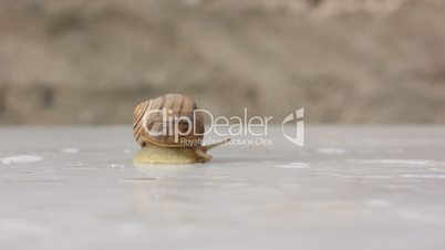 Snail peeping out and crawling