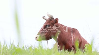 Cow grazing in field