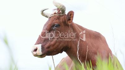 Cow grazing in field