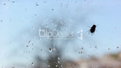fly on window