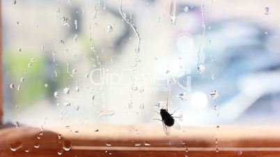 fly on window