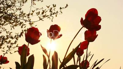 red tulips on a background of fiery sunset