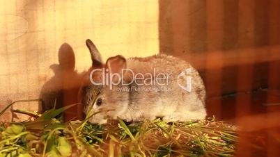 rabbit eating grass