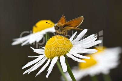 Schmetterling