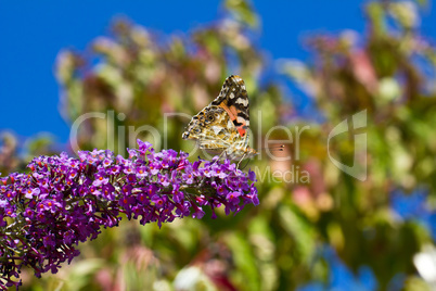 Schmetterling