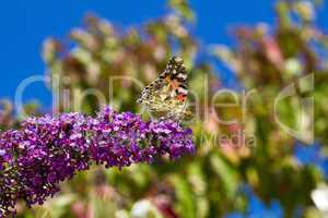 Schmetterling