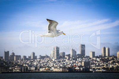 Fliegende Möwe vor San Francisco Skyline