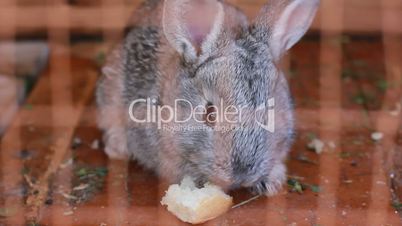 small rabbit eating bread