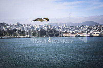 Fliegende Möwe vor San Francisco Skyline