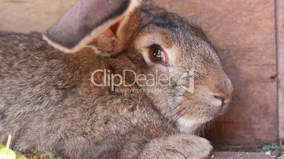 grey rabbit closeup
