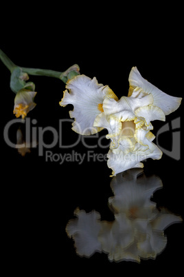 Flower of iris, lat. Iris, isolated on black backgrounds