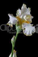 Flower of iris, lat. Iris, isolated on black backgrounds