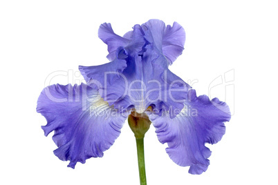 Flower of iris, lat. Iris, isolated on white backgrounds