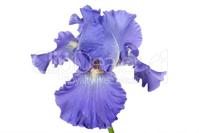 Flower of iris, lat. Iris, isolated on white backgrounds