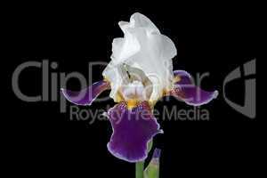 Flower of iris, lat. Iris, isolated on black backgrounds