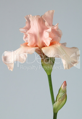 Flower of iris, lat. Iris, isolated on gray backgrounds