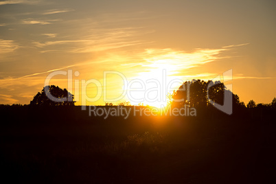 Beautiful sunset with tree