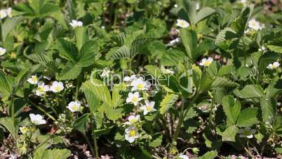 growing and blooming strawberry