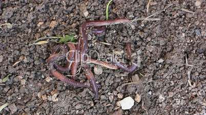 earthworms in soil