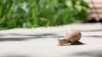 snail crawls along ground
