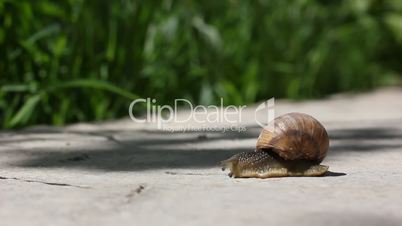 snail crawls along ground