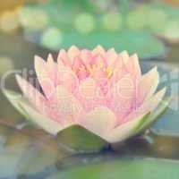 Vintage water lily