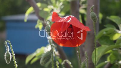 poppy flower on the wind