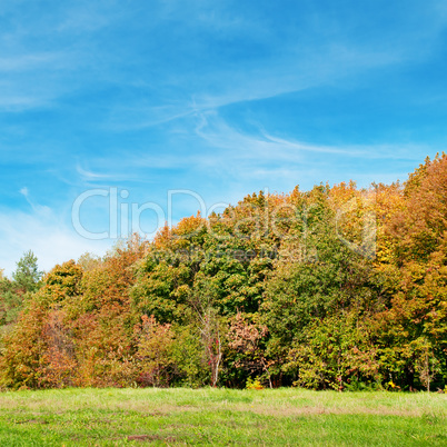 autumn forest, green meadow and blue sky