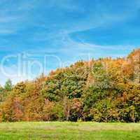 autumn forest, green meadow and blue sky