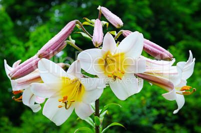 lily flowers