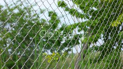 trees behind mesh fence