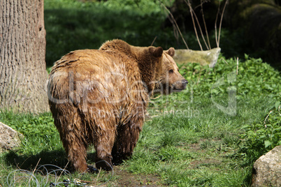 Braunbär