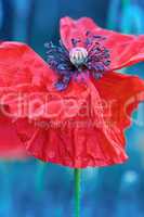 Red poppy with blue background