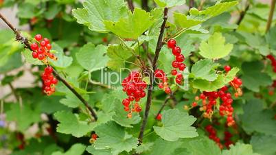 Branch of red currant