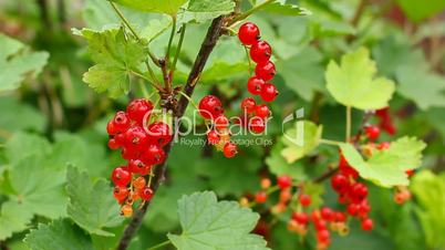 Branch of red currant