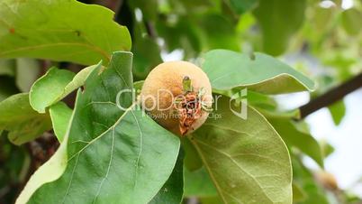 growing apple quince tree
