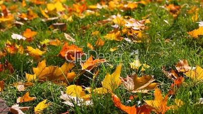 autumn fall leaves