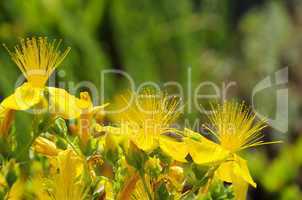 Johanniskraut - St Johns wort 34