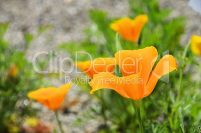 Kalifornischer Mohn - California poppy 36