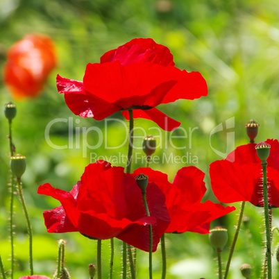 Klatschmohn - corn poppy 46