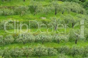 Olivenhain in Ligurien - olive grove in Liguria 02