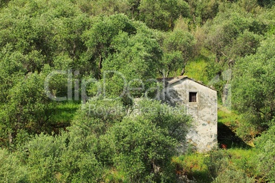 Olivenhain in Ligurien - olive grove in Liguria 03