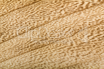 Wooden texture, background