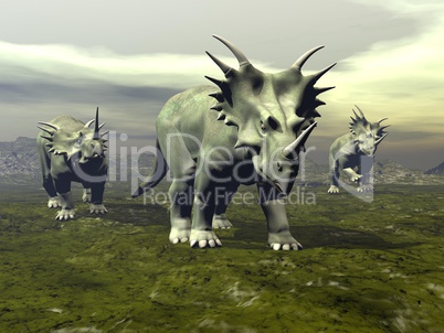 Styracosaurus dinosaurs walking - 3D render