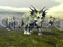 Styracosaurus dinosaurs walking - 3D render